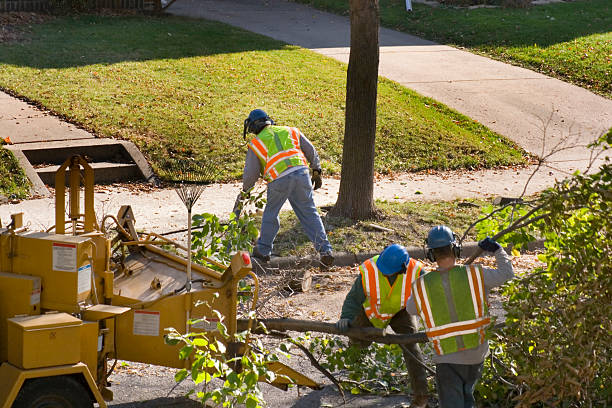 Best Tree Removal Contractors  in USA